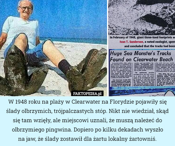 W 1948 roku na plaży w Clearwater na Florydzie pojawiły się ślady olbrzymich, trójpalczastych stóp. Nikt nie wiedział, skąd się tam wzięły, ale miejscowi uznali, że muszą należeć do olbrzymiego pingwina. Dopiero po kilku dekadach wyszło
na jaw, że ślady zostawił dla żartu lokalny żartowniś. 