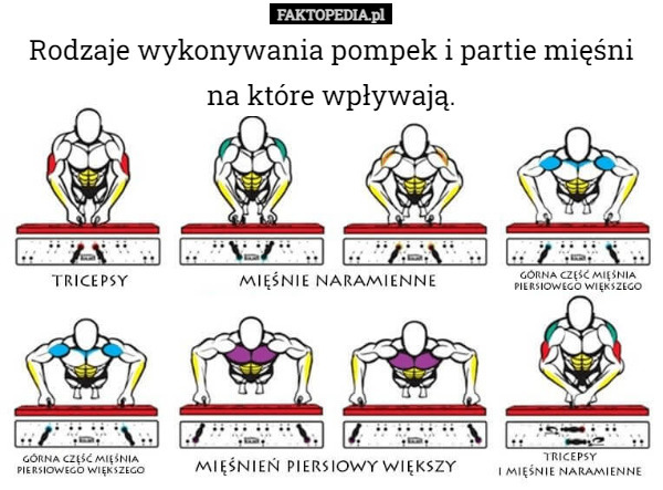 Rodzaje wykonywania pompek i partie mięśni na które wpływają. 
