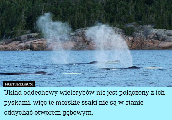 Układ oddechowy wielorybów nie jest połączony z ich pyskami, więc te morskie ssaki nie są w stanie oddychać otworem gębowym. 