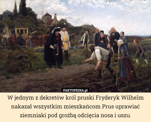 W jednym z dekretów król pruski Fryderyk Wilhelm nakazał wszystkim mieszkańcom Prus uprawiać ziemniaki pod groźbą odcięcia nosa i uszu. 