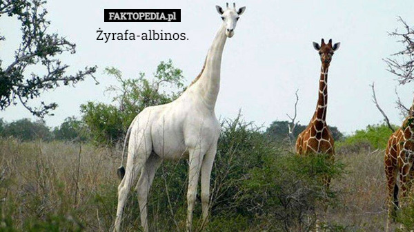 Żyrafa-albinos. 