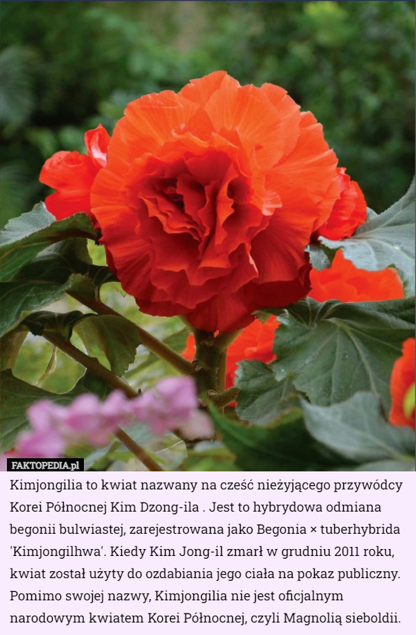Kimjongilia to kwiat nazwany na cześć nieżyjącego przywódcy Korei Północnej Kim Dzong-ila . Jest to hybrydowa odmiana begonii bulwiastej, zarejestrowana jako Begonia × tuberhybrida 'Kimjongilhwa'. Kiedy Kim Jong-il zmarł w grudniu 2011 roku, kwiat został użyty do ozdabiania jego ciała na pokaz publiczny. Pomimo swojej nazwy, Kimjongilia nie jest oficjalnym narodowym kwiatem Korei Północnej, czyli Magnolią sieboldii. 