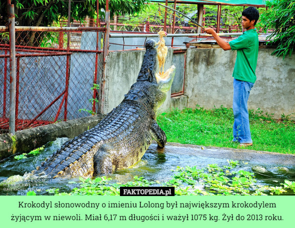 Krokodyl słonowodny o imieniu Lolong był największym krokodylem żyjącym w niewoli. Miał 6,17 m długości i ważył 1075 kg. Żył do 2013 roku. 