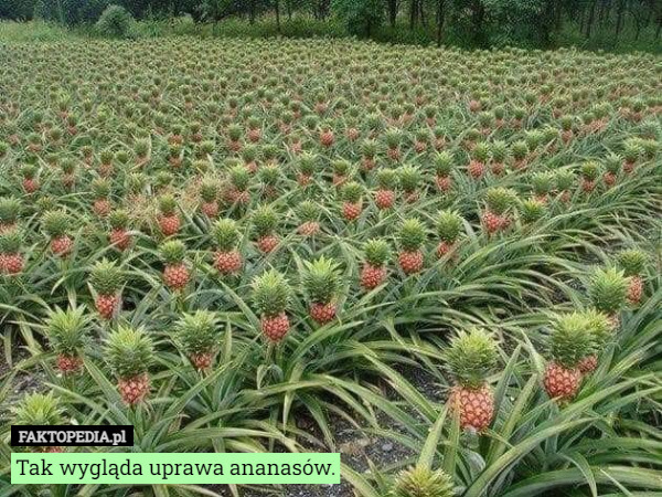 Tak wygląda uprawa ananasów. 