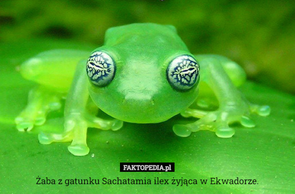 Żaba z gatunku Sachatamia ilex żyjąca w Ekwadorze. 