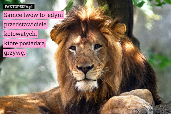 Samce lwów to jedyni
 przedstawiciele
 kotowatych,
 które posiadają
 grzywę. 