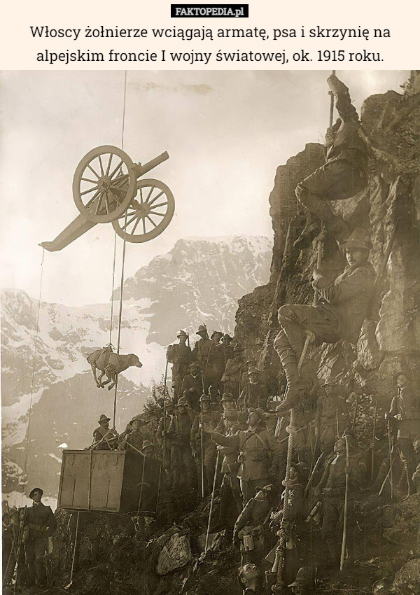 Włoscy żołnierze wciągają armatę, psa i skrzynię na alpejskim froncie I wojny światowej, ok. 1915 roku. 