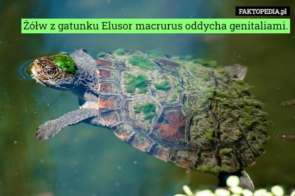 Żółw z gatunku Elusor macrurus oddycha genitaliami. 