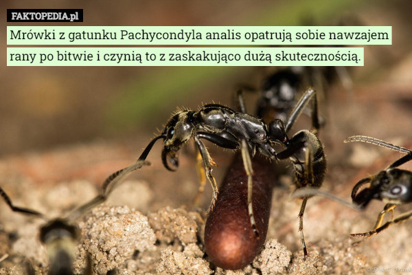 Mrówki z gatunku Pachycondyla analis opatrują sobie nawzajem rany po bitwie i czynią to z zaskakująco dużą skutecznością. 