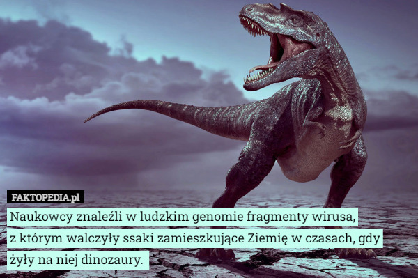 Naukowcy znaleźli w ludzkim genomie fragmenty wirusa,
z którym walczyły ssaki zamieszkujące Ziemię w czasach, gdy żyły na niej dinozaury. 
