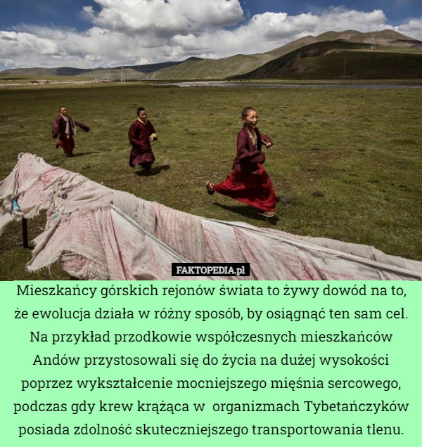 Mieszkańcy górskich rejonów świata to żywy dowód na to, że ewolucja działa w różny sposób, by osiągnąć ten sam cel. Na przykład przodkowie współczesnych mieszkańców Andów przystosowali się do życia na dużej wysokości poprzez wykształcenie mocniejszego mięśnia sercowego, podczas gdy krew krążąca w  organizmach Tybetańczyków posiada zdolność skuteczniejszego transportowania tlenu. 