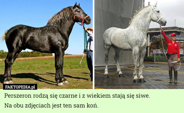 Perszeron rodzą się czarne i z wiekiem stają się siwe.
Na obu zdjęciach jest ten sam koń. 