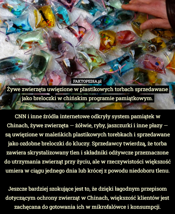 Żywe zwierzęta uwięzione w plastikowych torbach sprzedawane jako breloczki w chińskim programie pamiątkowym.

CNN i inne źródła internetowe odkryły system pamiątek w Chinach, żywe zwierzęta — żółwie, ryby, jaszczurki i inne płazy — są uwięzione w maleńkich plastikowych torebkach i sprzedawane jako ozdobne breloczki do kluczy. Sprzedawcy twierdzą, że torba zawiera skrystalizowany tlen i składniki odżywcze przeznaczone do utrzymania zwierząt przy życiu, ale w rzeczywistości większość umiera w ciągu jednego dnia lub krócej z powodu niedoboru tlenu.

 Jeszcze bardziej szokujące jest to, że dzięki łagodnym przepisom dotyczącym ochrony zwierząt w Chinach, większość klientów jest zachęcana do gotowania ich w mikrofalówce i konsumpcji. 