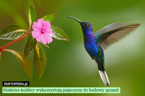 Niektóre kolibry wykorzystują pajęczyny do budowy gniazd. 