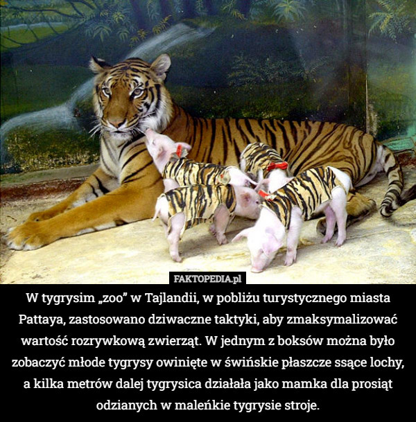 W tygrysim „zoo” w Tajlandii, w pobliżu turystycznego miasta Pattaya, zastosowano dziwaczne taktyki, aby zmaksymalizować wartość rozrywkową zwierząt. W jednym z boksów można było zobaczyć młode tygrysy owinięte w świńskie płaszcze ssące lochy, a kilka metrów dalej tygrysica działała jako mamka dla prosiąt odzianych w maleńkie tygrysie stroje. 