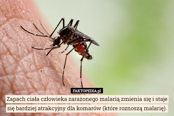 Zapach ciała człowieka zarażonego malarią zmienia się i staje się bardziej atrakcyjny dla komarów (które roznoszą malarię). 