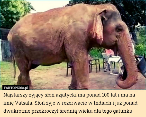 Najstarszy żyjący słoń azjatycki ma ponad 100 lat i ma na imię Vatsala. Słoń żyje w rezerwacie w Indiach i już ponad dwukrotnie przekroczył średnią wieku dla tego gatunku. 