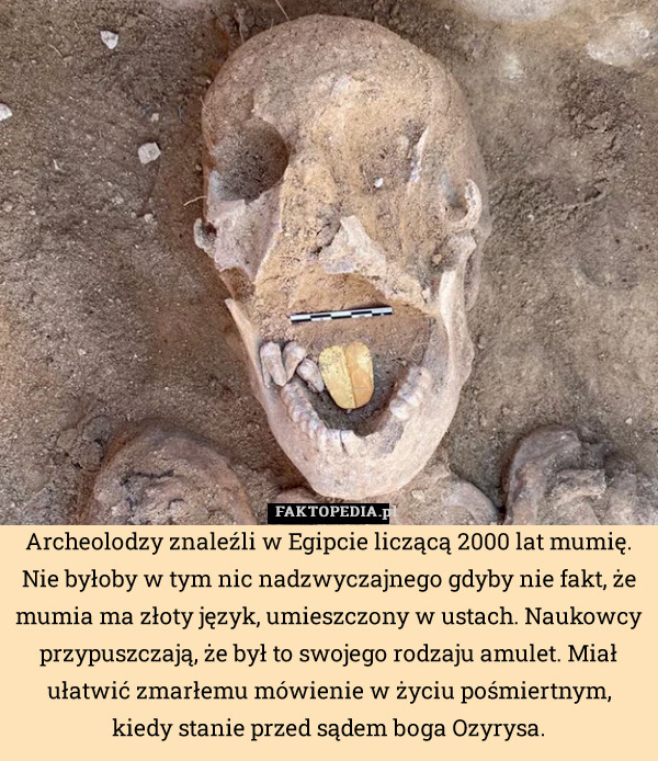 Archeolodzy znaleźli w Egipcie liczącą 2000 lat mumię. Nie byłoby w tym nic nadzwyczajnego gdyby nie fakt, że mumia ma złoty język, umieszczony w ustach. Naukowcy przypuszczają, że był to swojego rodzaju amulet. Miał ułatwić zmarłemu mówienie w życiu pośmiertnym, kiedy stanie przed sądem boga Ozyrysa. 