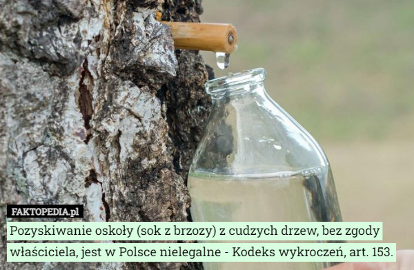 Pozyskiwanie oskoły (sok z brzozy) z cudzych drzew, bez zgody właściciela, jest w Polsce nielegalne - Kodeks wykroczeń, art. 153. 