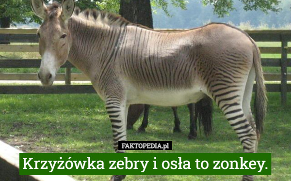Krzyżówka zebry i osła to zonkey. 