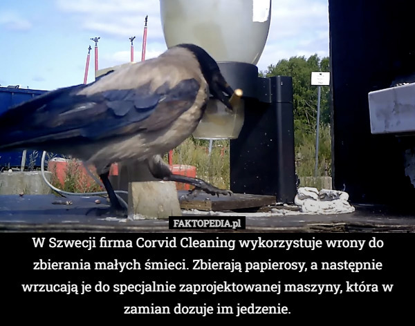 W Szwecji firma Corvid Cleaning wykorzystuje wrony do zbierania małych śmieci. Zbierają papierosy, a następnie wrzucają je do specjalnie zaprojektowanej maszyny, która w zamian dozuje im jedzenie. 