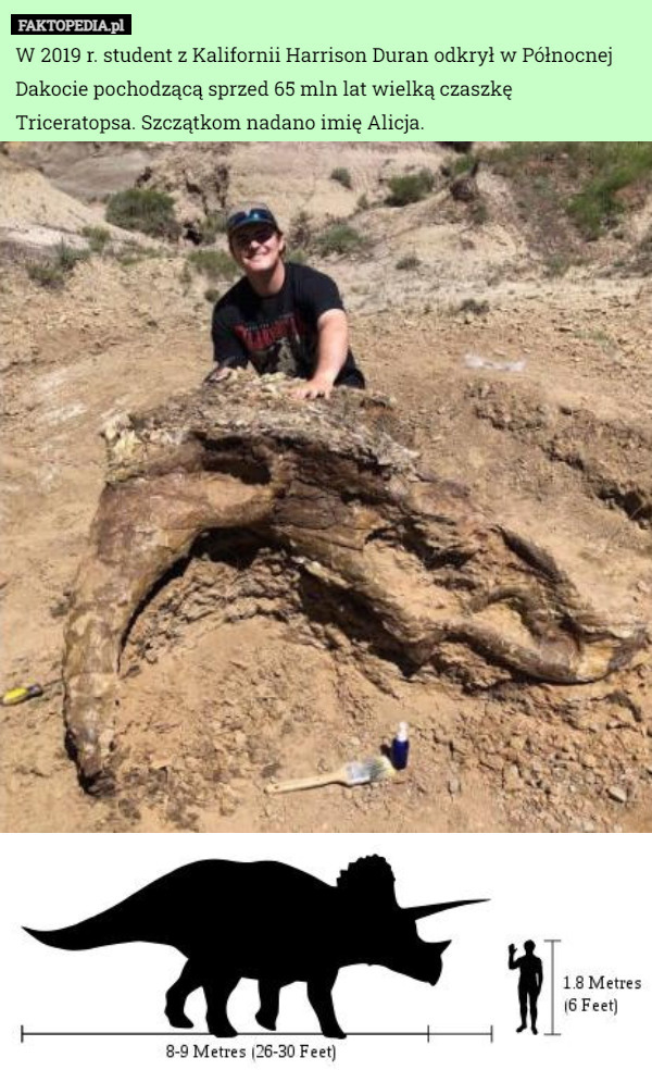W 2019 r. student z Kalifornii Harrison Duran odkrył w Północnej Dakocie pochodzącą sprzed 65 mln lat wielką czaszkę Triceratopsa. Szczątkom nadano imię Alicja. 