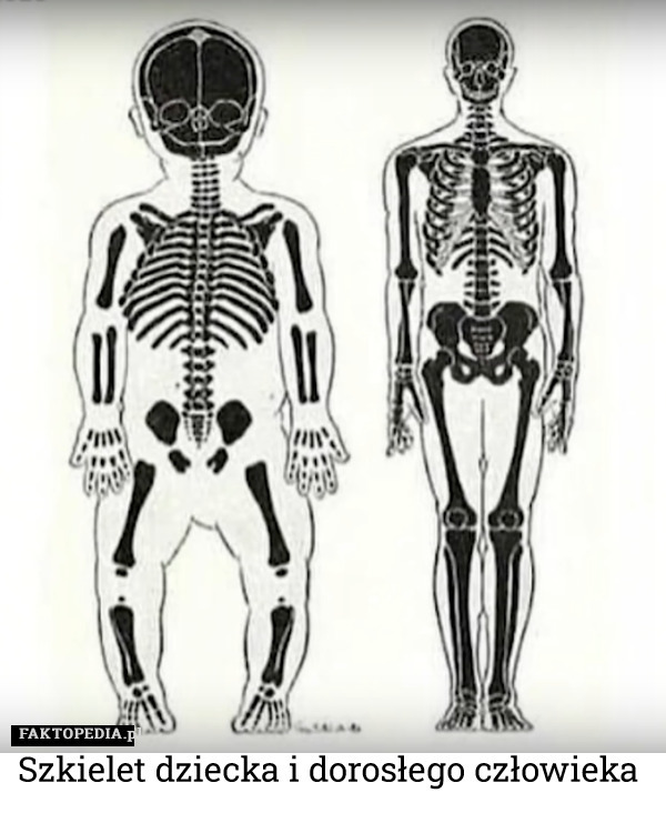Szkielet dziecka i dorosłego człowieka 