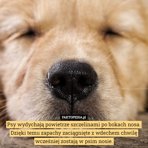 Psy wydychają powietrze szczelinami po bokach nosa. Dzięki temu zapachy zaciągnięte z wdechem chwilę wcześniej zostają w psim nosie. 