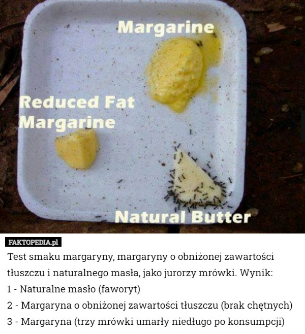 Test smaku margaryny, margaryny o obniżonej zawartości tłuszczu i naturalnego masła, jako jurorzy mrówki. Wynik: 
1 - Naturalne masło (faworyt)
2 - Margaryna o obniżonej zawartości tłuszczu (brak chętnych)
3 - Margaryna (trzy mrówki umarły niedługo po konsumpcji) 