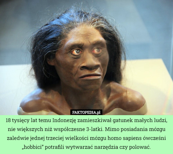18 tysięcy lat temu Indonezję zamieszkiwał gatunek małych ludzi,
 nie większych niż współczesne 3-latki. Mimo posiadania mózgu zaledwie jednej trzeciej wielkości mózgu homo sapiens ówcześni „hobbici” potrafili wytwarzać narzędzia czy polować. 
