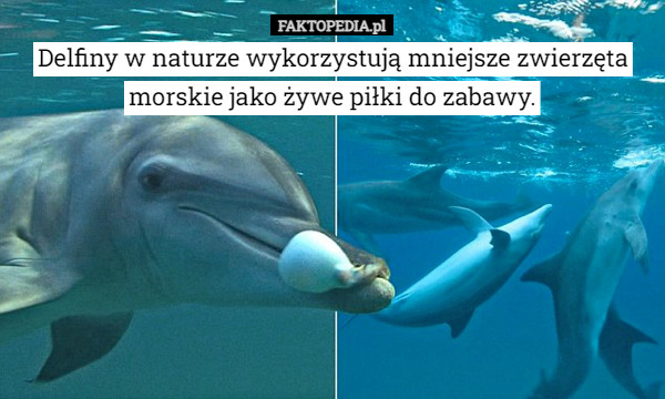 Delfiny w naturze wykorzystują mniejsze zwierzęta morskie jako żywe piłki do zabawy. 