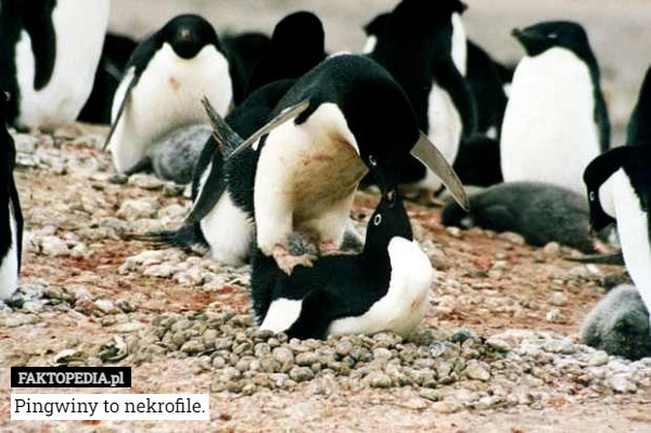 Pingwiny to nekrofile. 