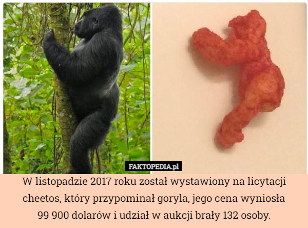 W listopadzie 2017 roku został wystawiony na licytacji cheetos, który przypominał goryla, jego cena wyniosła
99 900 dolarów i udział w aukcji brały 132 osoby. 