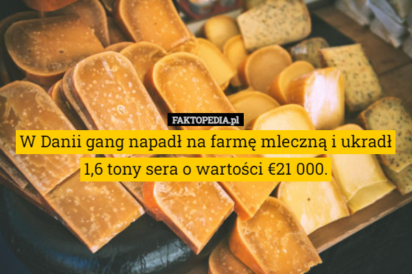 W Danii gang napadł na farmę mleczną i ukradł 1,6 tony sera o wartości €21 000. 
