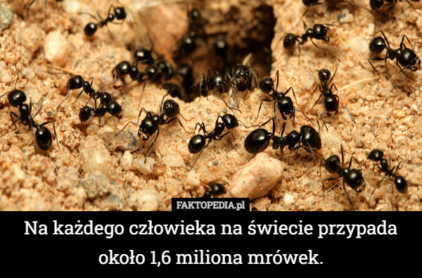 Na każdego człowieka na świecie przypada około 1,6 miliona mrówek. 