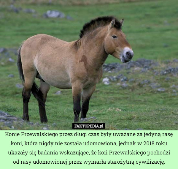 Konie Przewalskiego przez długi czas były uważane za jedyną rasę koni, która nigdy nie została udomowiona, jednak w 2018 roku ukazały się badania wskazujące, że koń Przewalskiego pochodzi od rasy udomowionej przez wymarła starożytną cywilizację. 