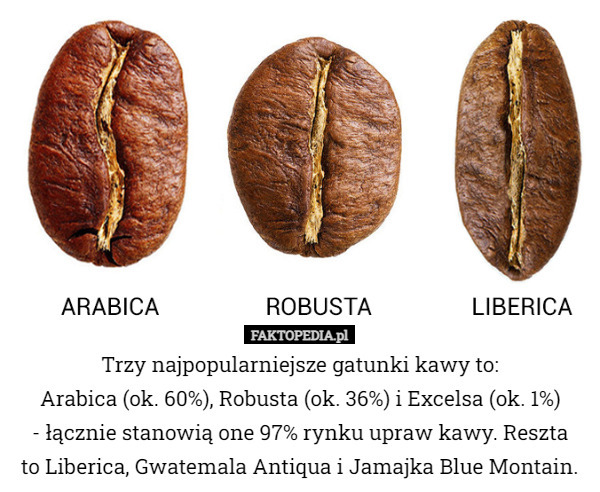 Trzy najpopularniejsze gatunki kawy to:
Arabica (ok. 60%), Robusta (ok. 36%) i Excelsa (ok. 1%)
 - łącznie stanowią one 97% rynku upraw kawy. Reszta
 to Liberica, Gwatemala Antiqua i Jamajka Blue Montain. 