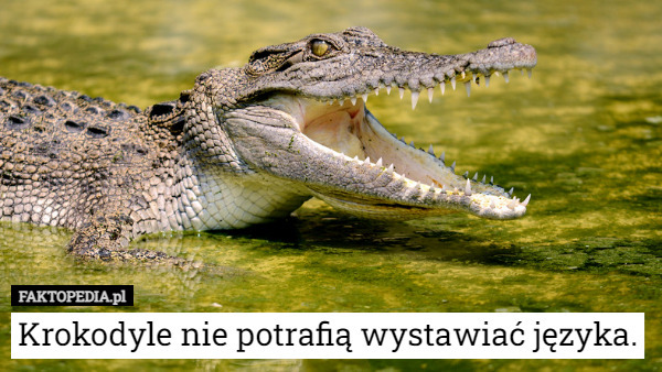 Krokodyle nie potrafią wystawiać języka. 