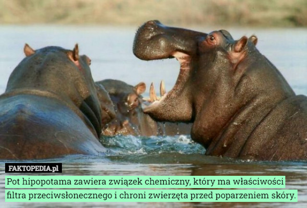 Pot hipopotama zawiera związek chemiczny, który ma właściwości filtra przeciwsłonecznego i chroni zwierzęta przed poparzeniem skóry. 