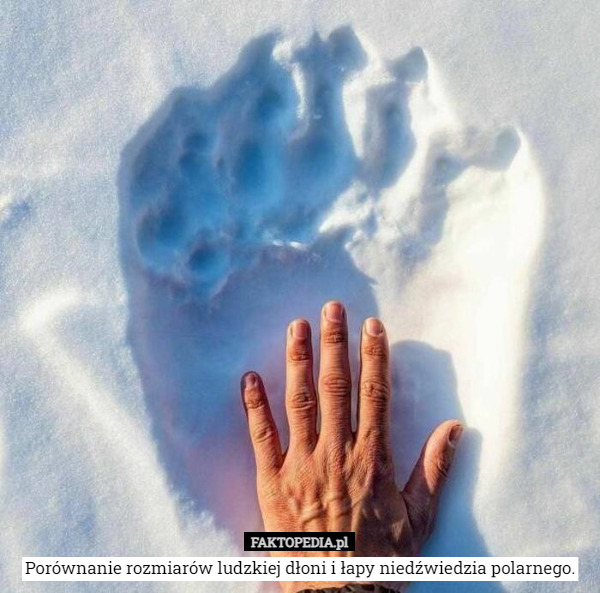 Porównanie rozmiarów ludzkiej dłoni i łapy niedźwiedzia polarnego. 