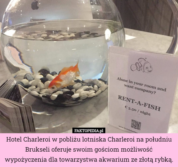 Hotel Charleroi w pobliżu lotniska Charleroi na południu Brukseli oferuje swoim gościom możliwość wypożyczenia dla towarzystwa akwarium ze złotą rybką. 