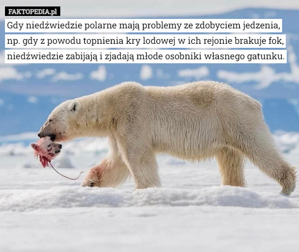 Gdy niedźwiedzie polarne mają problemy ze zdobyciem jedzenia, np. gdy z powodu topnienia kry lodowej w ich rejonie brakuje fok, niedźwiedzie zabijają i zjadają młode osobniki własnego gatunku. 