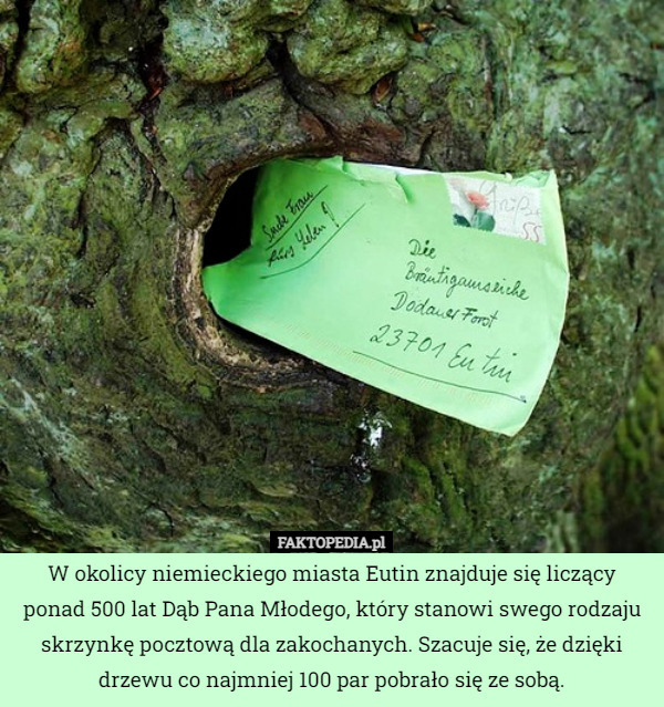 W okolicy niemieckiego miasta Eutin znajduje się liczący ponad 500 lat Dąb Pana Młodego, który stanowi swego rodzaju skrzynkę pocztową dla zakochanych. Szacuje się, że dzięki drzewu co najmniej 100 par pobrało się ze sobą. 