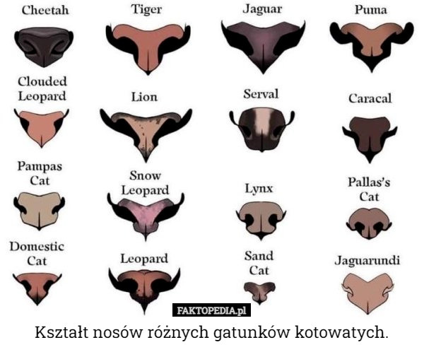 Kształt nosów różnych gatunków kotowatych. 