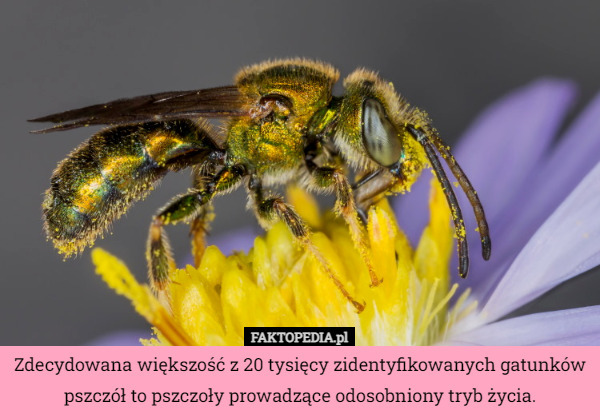 Zdecydowana większość z 20 tysięcy zidentyfikowanych gatunków pszczół to pszczoły prowadzące odosobniony tryb życia. 