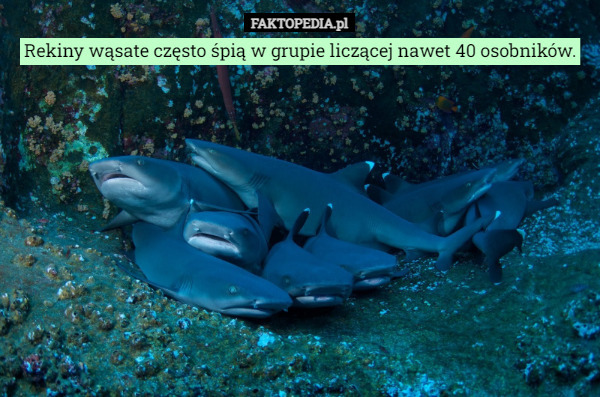 Rekiny wąsate często śpią w grupie liczącej nawet 40 osobników. 