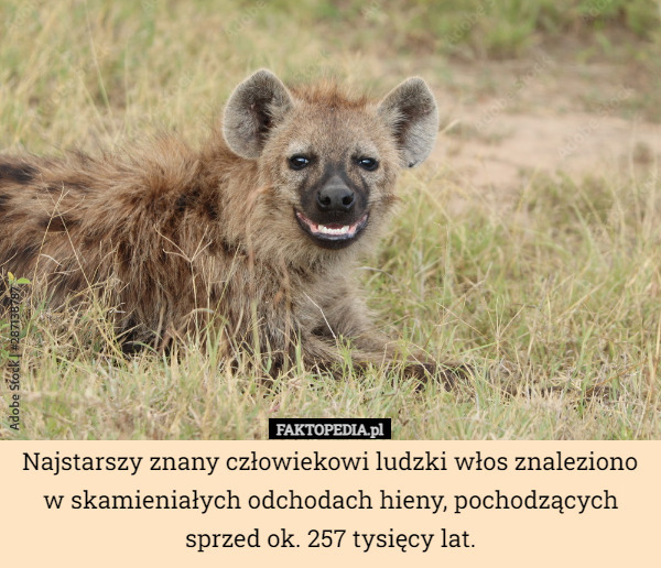 Najstarszy znany człowiekowi ludzki włos znaleziono w skamieniałych odchodach hieny, pochodzących sprzed ok. 257 tysięcy lat. 