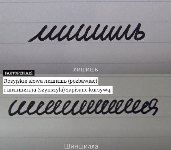 Rosyjskie słowa лишишь (pozbawiać)
i шиншилла (szynszyla) zapisane kursywą. 