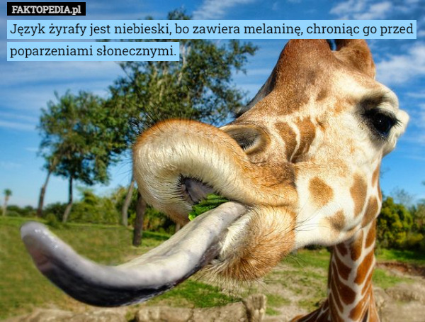 Język żyrafy jest niebieski, bo zawiera melaninę, chroniąc go przed poparzeniami słonecznymi. 