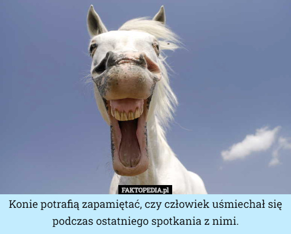 Konie potrafią zapamiętać, czy człowiek uśmiechał się podczas ostatniego spotkania z nimi. 